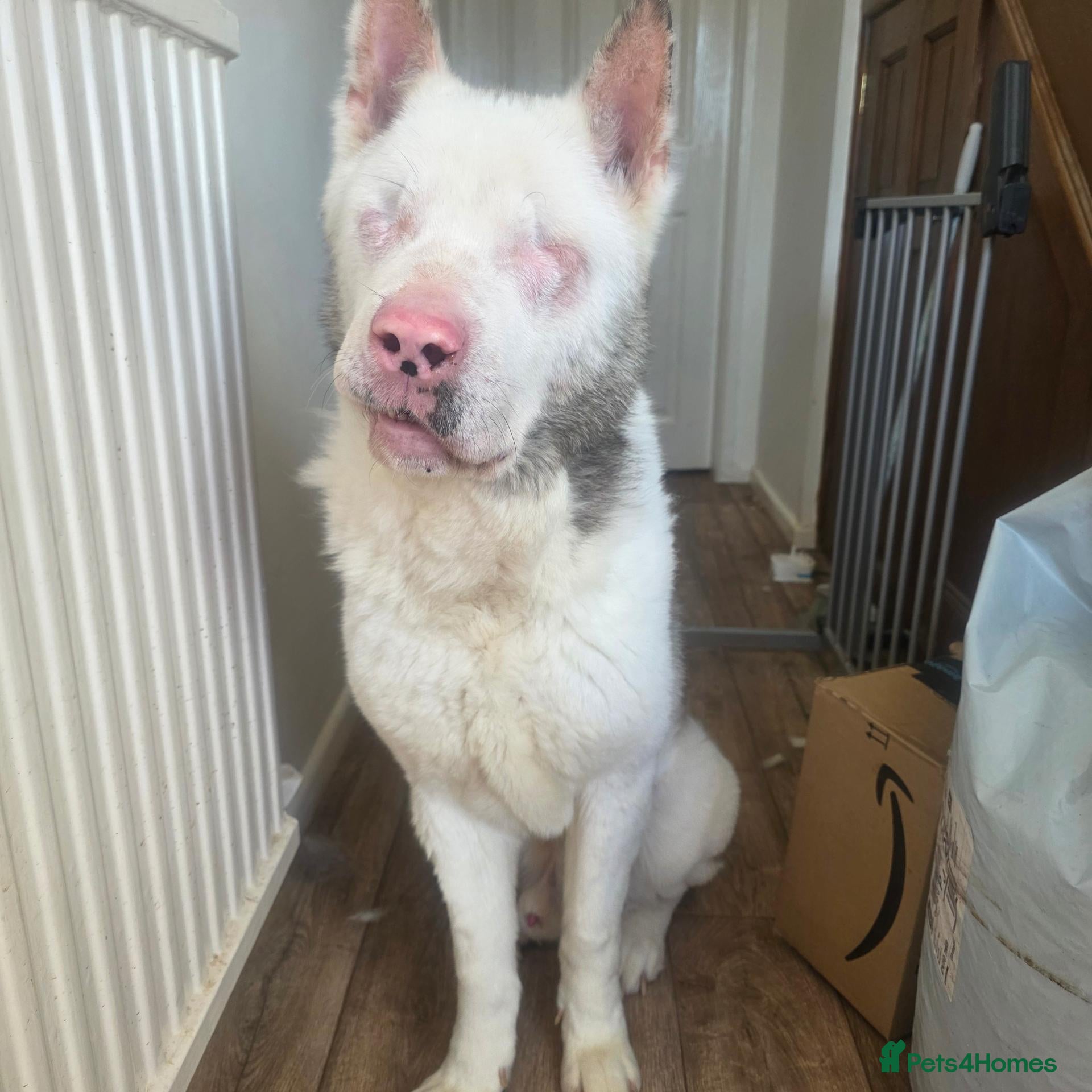 Akita dogs Urgent adoption required - Advert 3