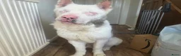 Akita dogs for sale: Urgent adoption required in Nuneaton - Advert 1