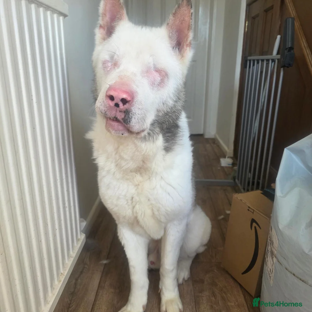 Akita dogs for sale: Urgent adoption required in Nuneaton - Advert 1