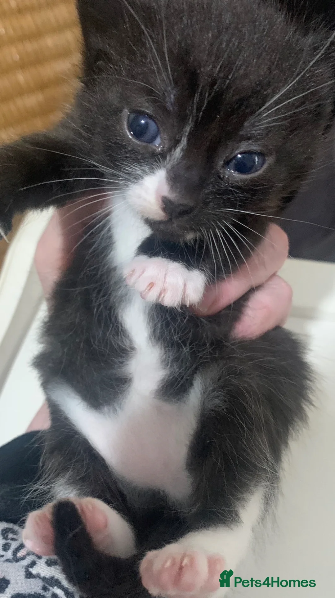 Mixed Breed cats for sale: Friendly and playful kittens ❤️ 🐱 🐾  - Advert 8