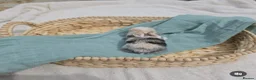 Mini Lop rabbits for sale: Stunning Harli Mini Lop Babies - Advert 28
