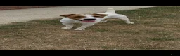 Jack Russell dogs for sale: 9 month old Jack Russell Dog for Sale  - Advert 3