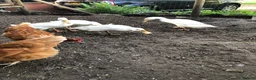 Ducks poultry for sale: Indian runner ducks - Advert 3