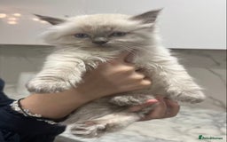 Ragdoll cats for sale: 💛💛💛Ragdolls💛💛💛 - Image 3