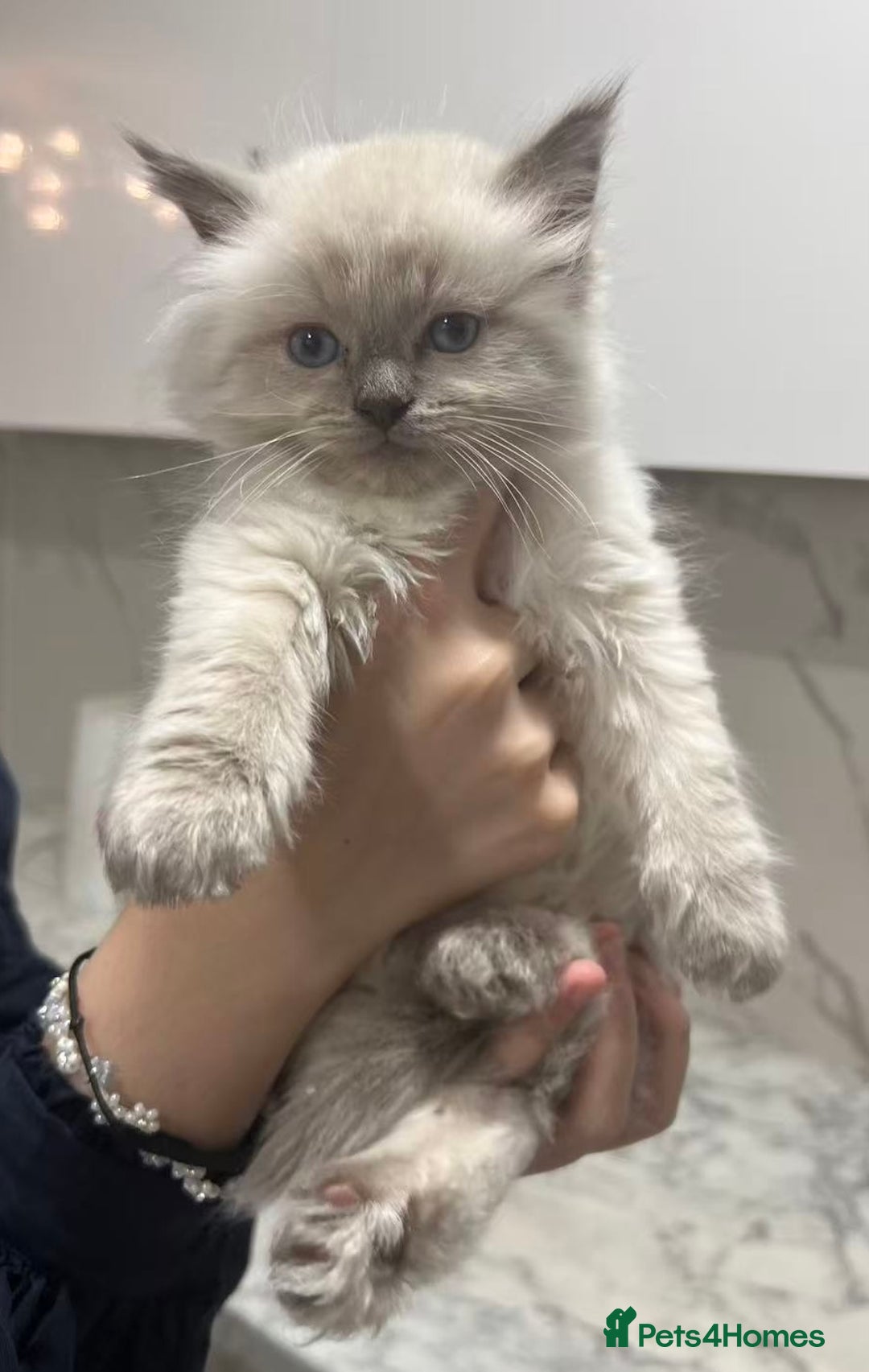 Ragdoll cats for sale: 💛💛💛Ragdolls💛💛💛 - Image 3