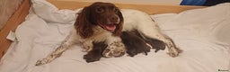 Sprocker dogs for sale: Beautifull Sprocker spaniel puppies, ready now! - Advert 1