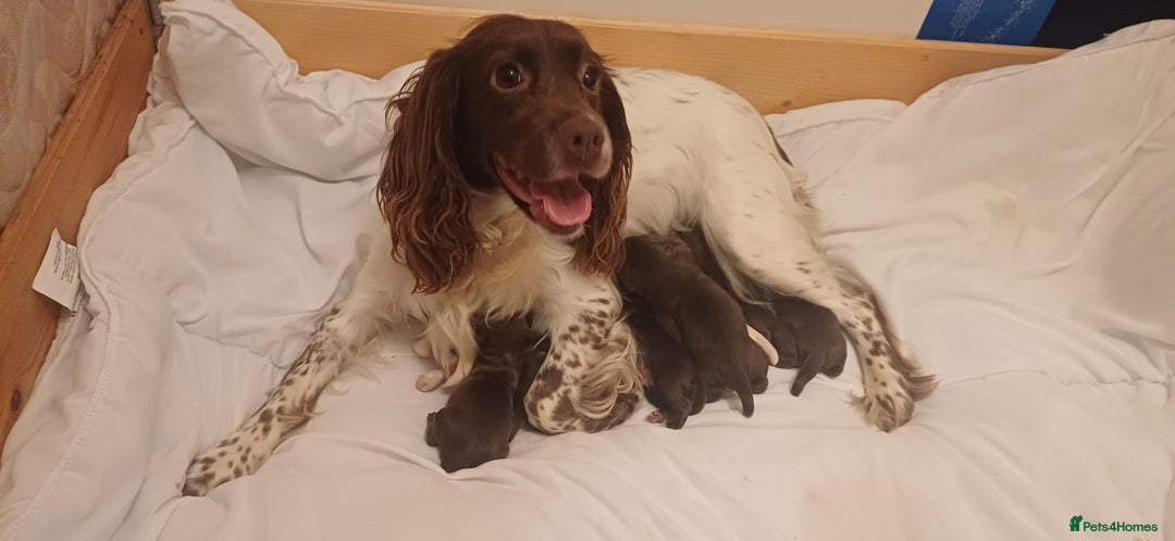 Sprocker dogs for sale: Beautifull Sprocker spaniel puppies, ready now! - Advert 1