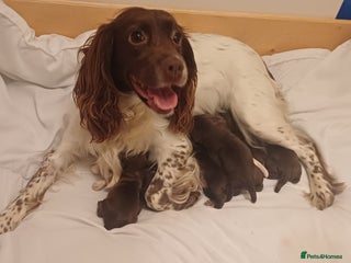 Sprocker dogs Beautifull Sprocker spaniel puppies, ready now! - Advert 2