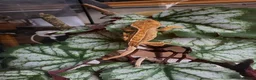 Gecko reptiles for sale: Crested geckos for sale🦎 - Advert 3
