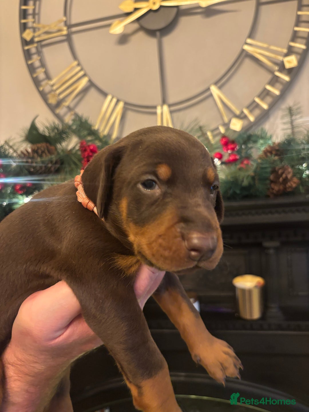 Dobermann dogs for sale: Beautiful chunky Dobermans - Advert 18