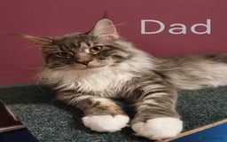Maine Coon cats for sale: 1 Maine Coon kitten boy. - Image 28