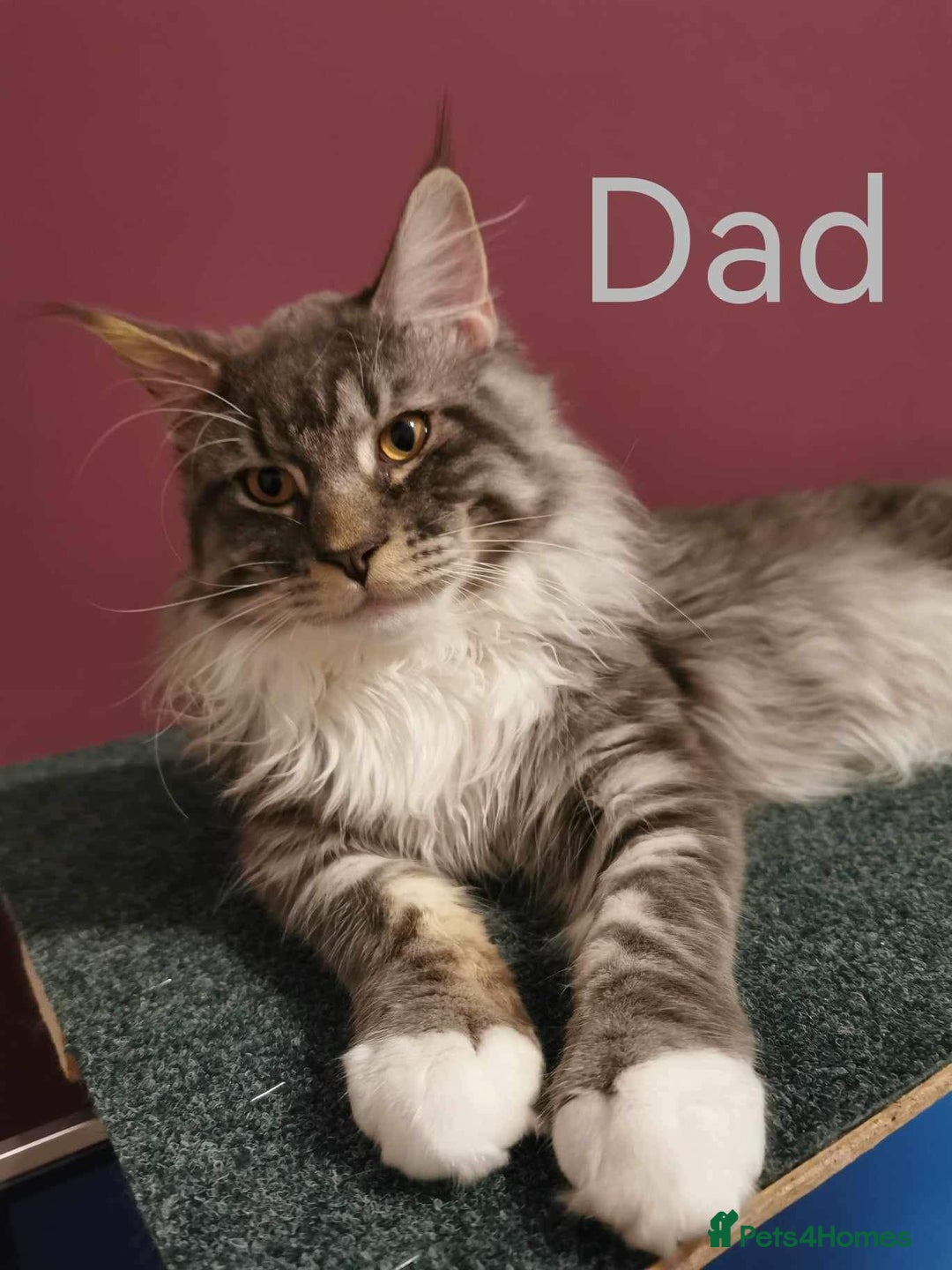Maine Coon cats for sale: 1 Maine Coon kitten boy. - Image 28