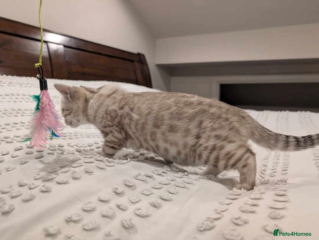 Bengal cats for sale: 🤍🩶 Stunning Snow Bengal Kittens 🩶🤍 - Advert 9