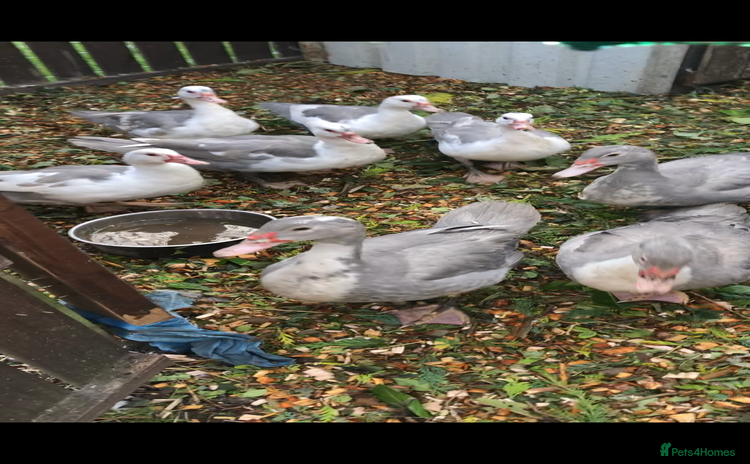 Ducks poultry - Advert 14