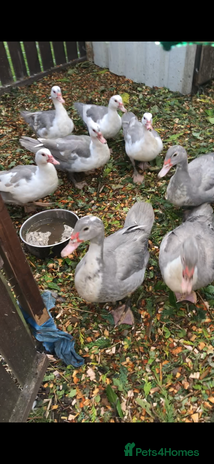 Ducks poultry - Advert 8