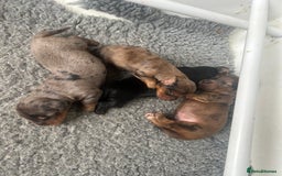Dachshund dogs for sale: STANDARD KC REG LONGHAIRED DAPPLED DACHSOUNDS - Image 7