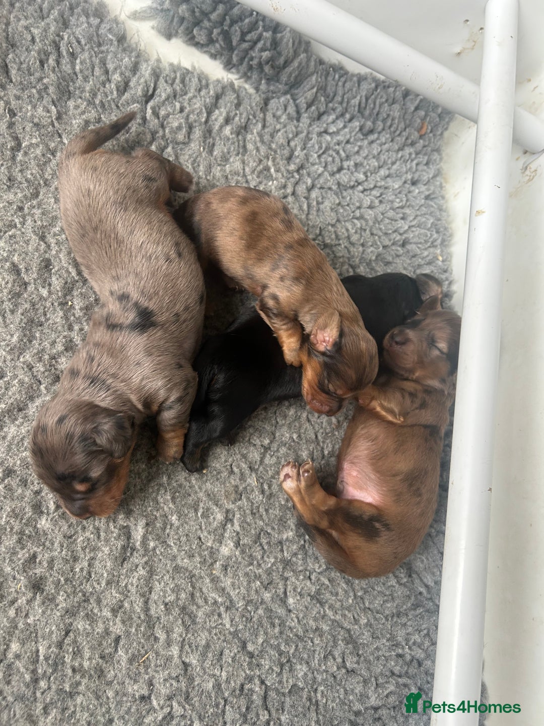 Dachshund dogs for sale: STANDARD KC REG LONGHAIRED DAPPLED DACHSOUNDS - Image 7