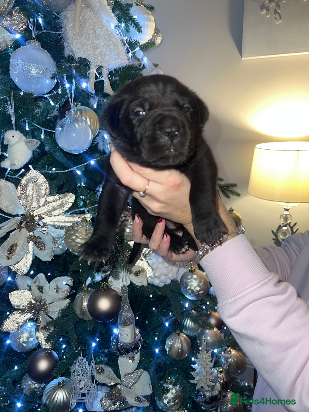 Cane Corso dogs for sale: Chunky cane corso boy pups - Advert 15