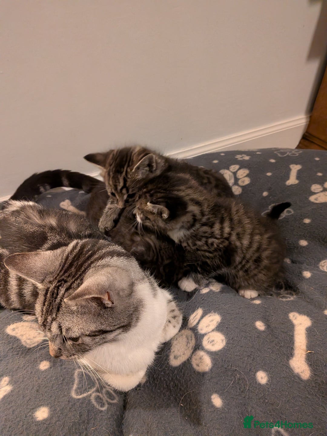 Mixed Breed cats for sale: Beautiful silver tabby cross kittens - Advert 6