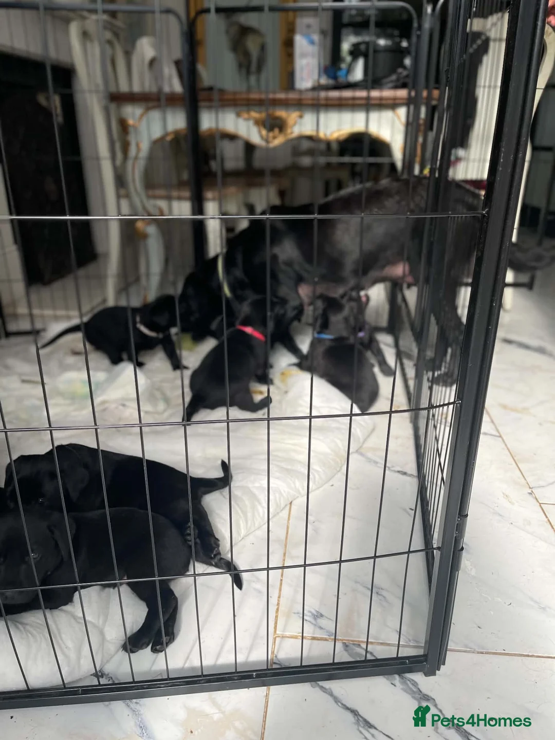 Labrador Retriever dogs for sale: labrador puppies - Advert 2
