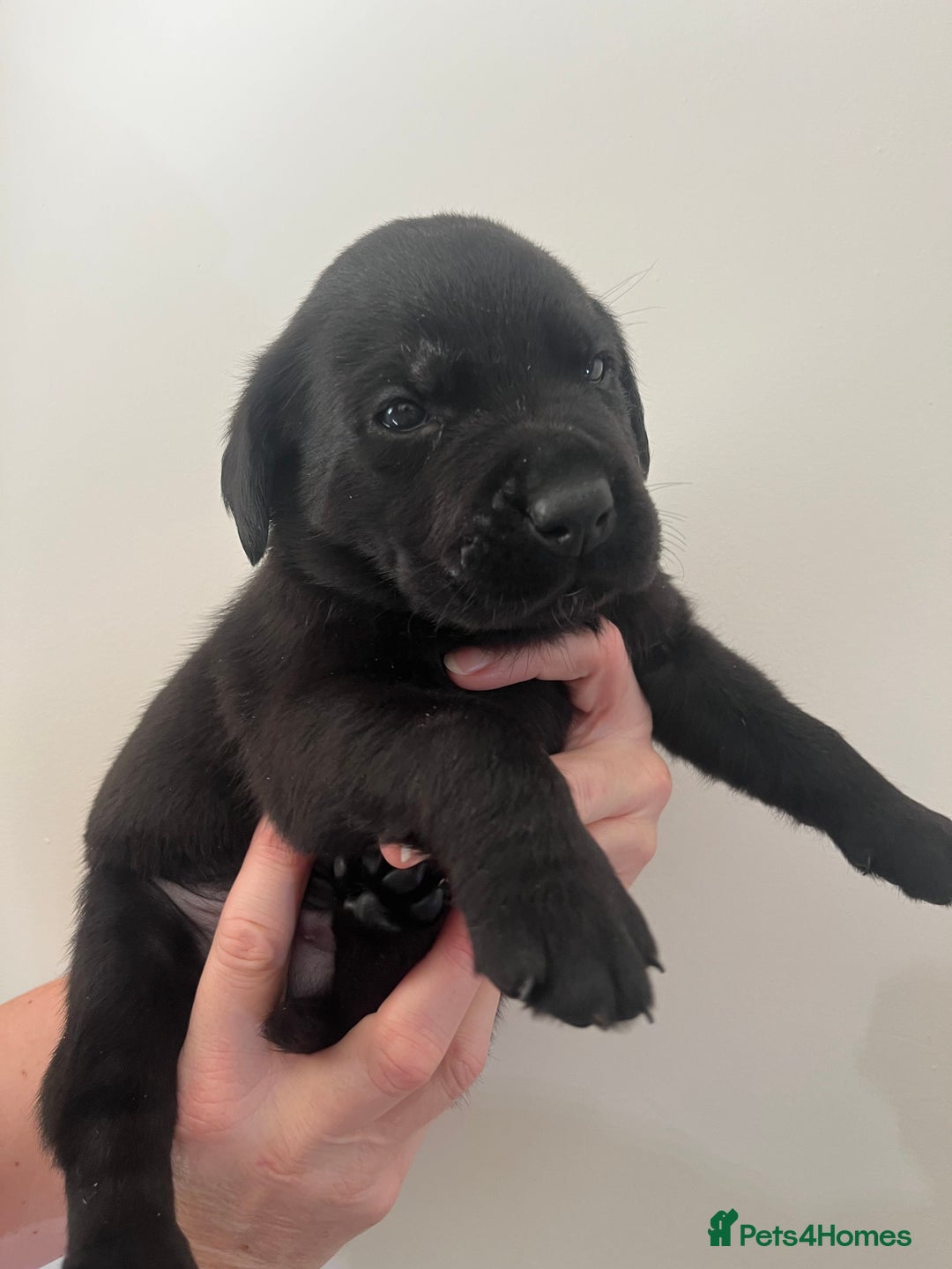 Mixed Breed dogs for sale: 11 Fabulous LABROTTIES - Advert 20