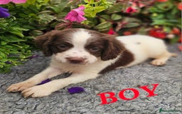English Springer Spaniel dogs for sale: QUALITY WORKING ESS PUPS - Image 16