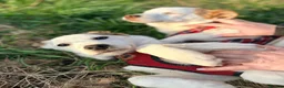 Mixed Breed dogs for adoption: ❤️🐶 AISY & BASIA –TWO LITTLE SUNBEAMS TOGETHER in Burton-on-Trent - Advert 7