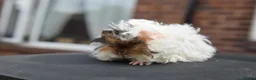 Guinea Pig rodents for sale: ⭐️ Baby Guinea Pigs Looking For New Homes⭐️ - Advert 6