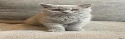 British Shorthair cats for sale: Champion lines🏆 Pedigree British Shorthairs - Advert 6