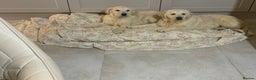 Golden Retriever dogs for sale: Golden Retrievers -Goadream kc  - Advert 1