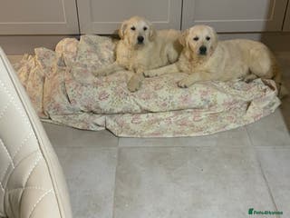 Golden Retriever dogs Golden Retrievers -Goadream kc - Advert 12