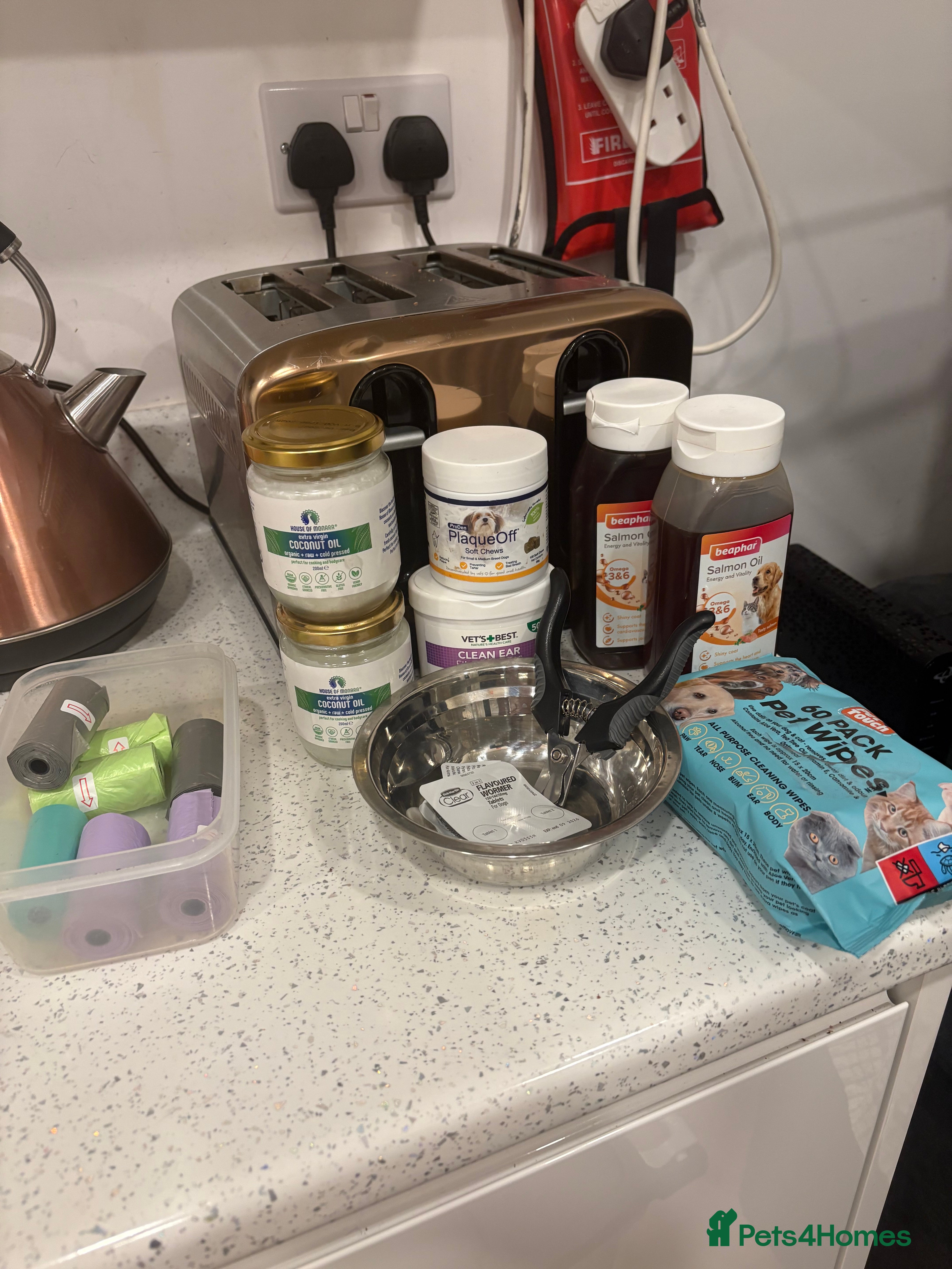 Miniature Dachshund dogs Long haired mini dachshund looking for forever hom - Advert 1