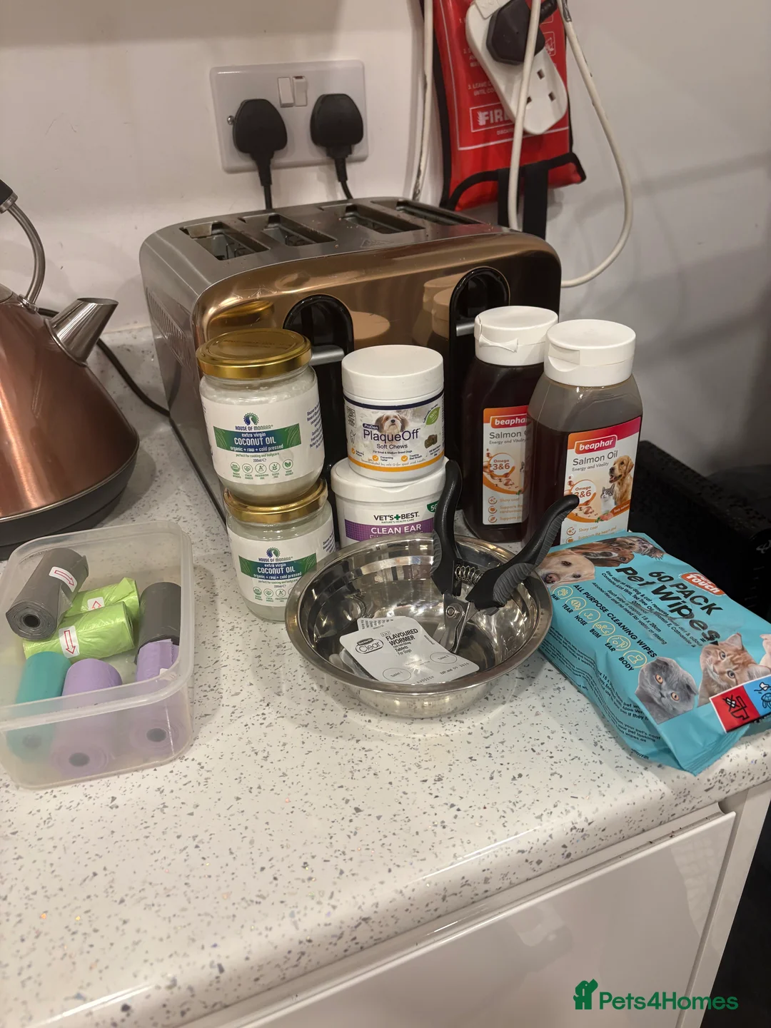 Miniature Dachshund dogs for sale: Long haired mini dachshund looking for forever hom - Advert 1