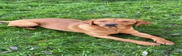 Labrador Retriever dogs for sale: Fox red Labrador pups - Advert 3