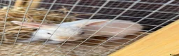 Lionhead rabbits for sale: Baby bunnies  - Advert 4