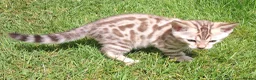 Bengal cats for sale: Stunning snow/silver Bengal kittens - Advert 14