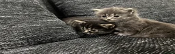 Mixed Breed cats for sale: Kittens for sale  in Chatham - Advert 5