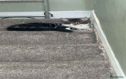Mixed Breed cats for sale: Stunning Turkish angora x Maine coon - Image 18