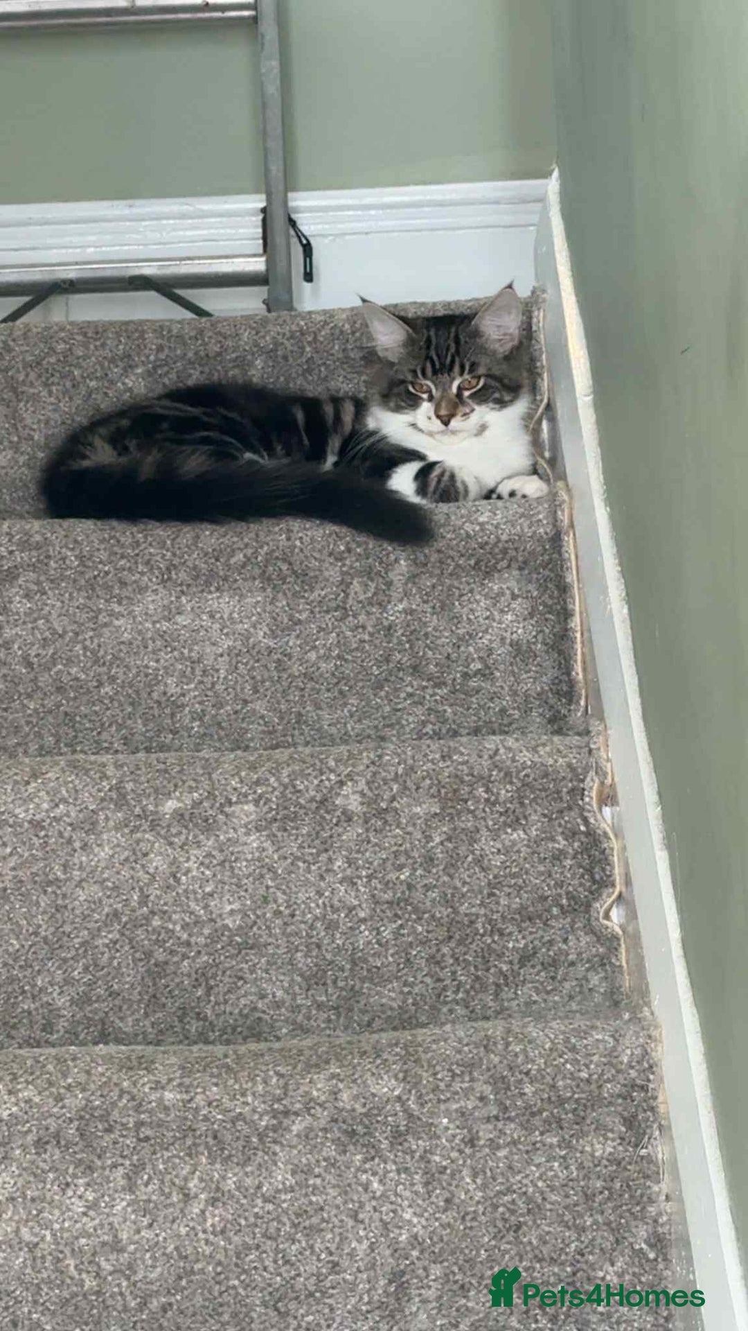 Mixed Breed cats for sale: Stunning Turkish angora x Maine coon - Image 18