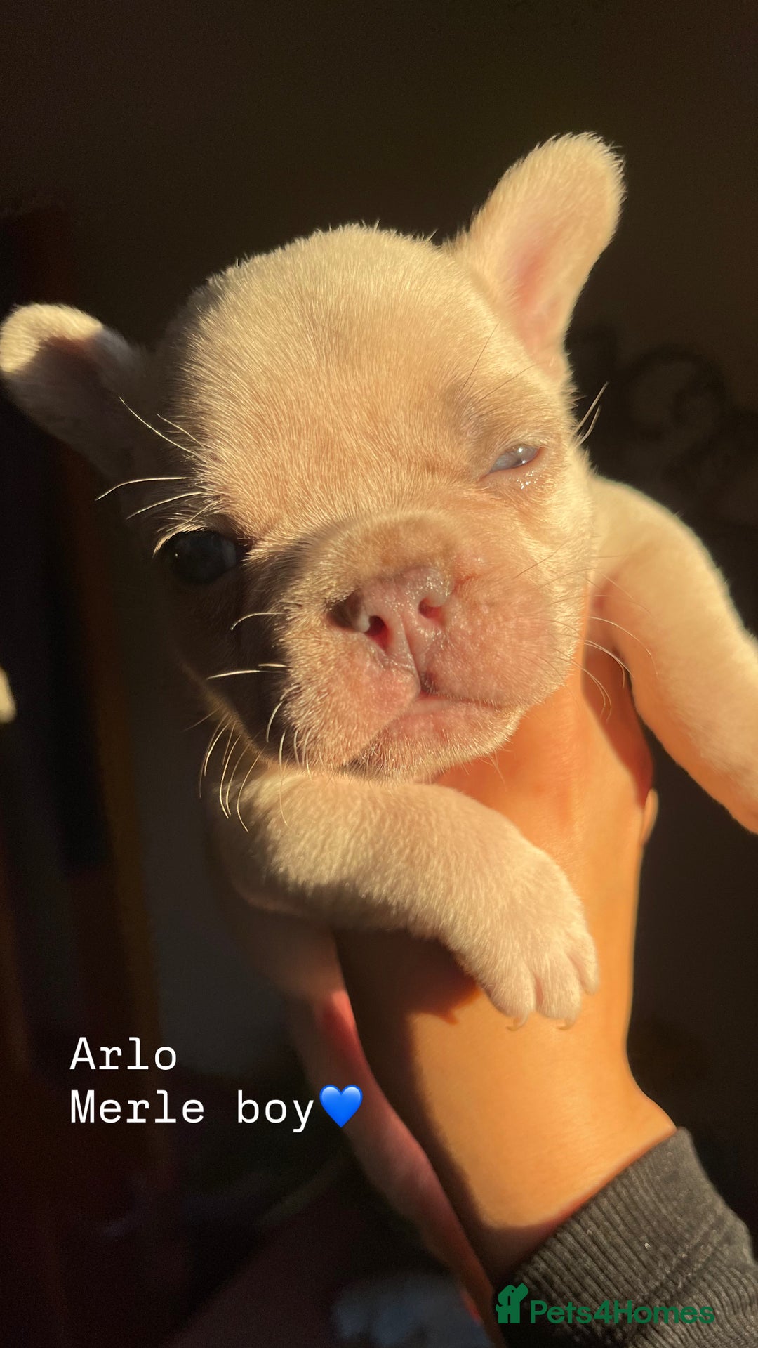 French Bulldog dogs for sale: Gorgeous pied and merle french bulldog puppies🩷💙 - Image 11