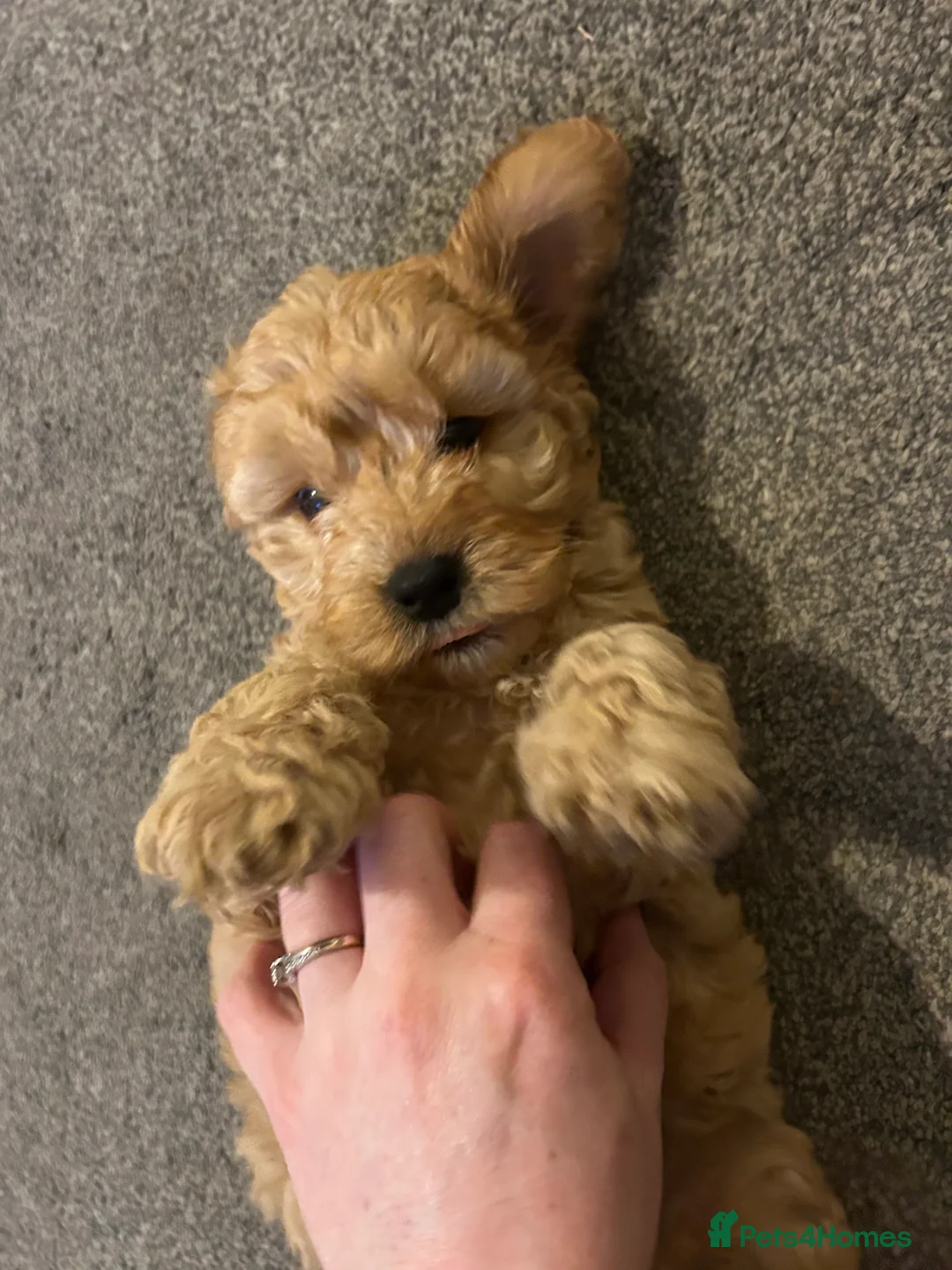 Cockapoo dogs for sale: READY TO GO 3 Golden Cockapoos  - Advert 6