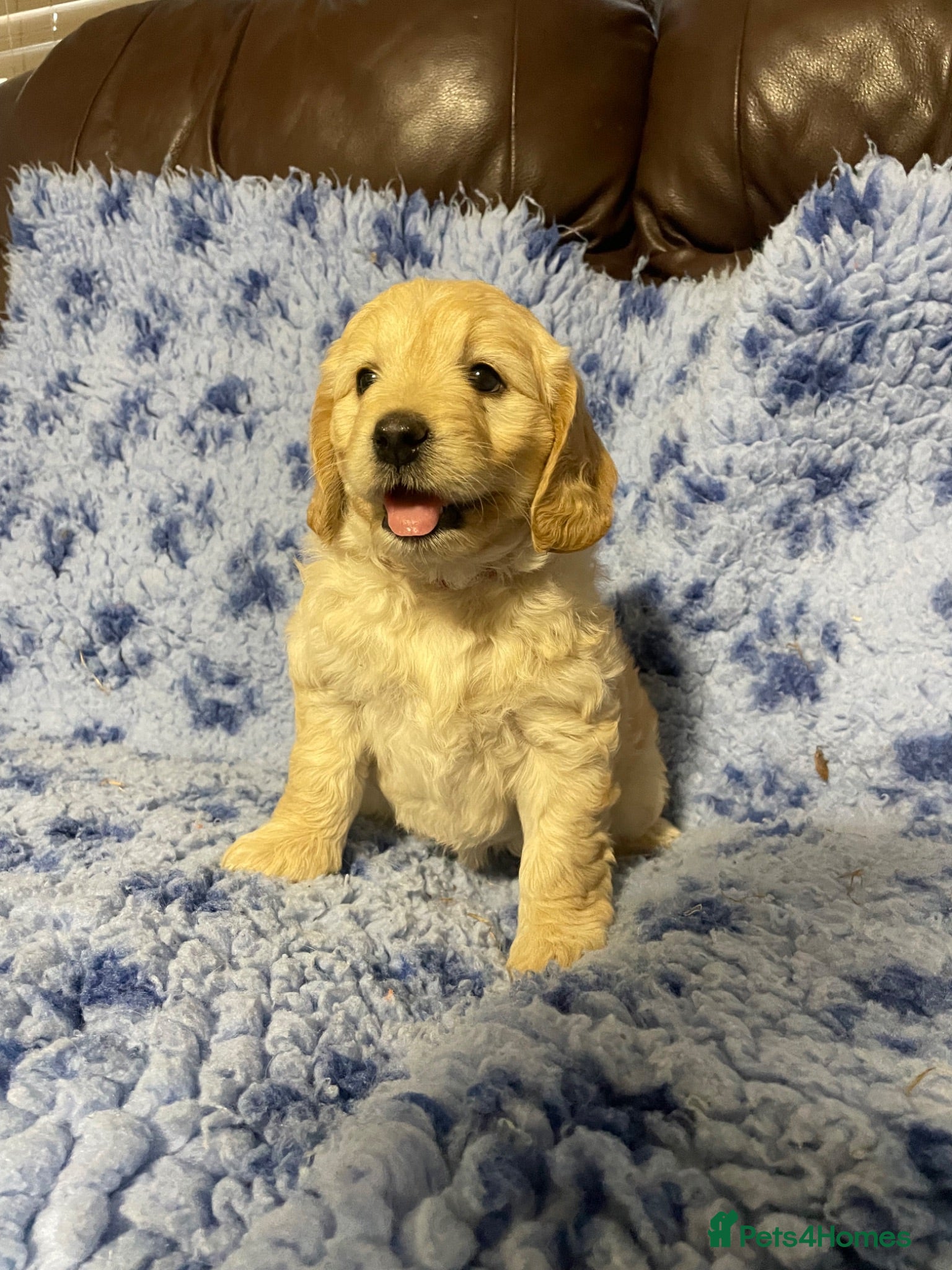 Goldendoodle dogs F1 Goldendoodles. Pedigree health tested parents  - Advert 2