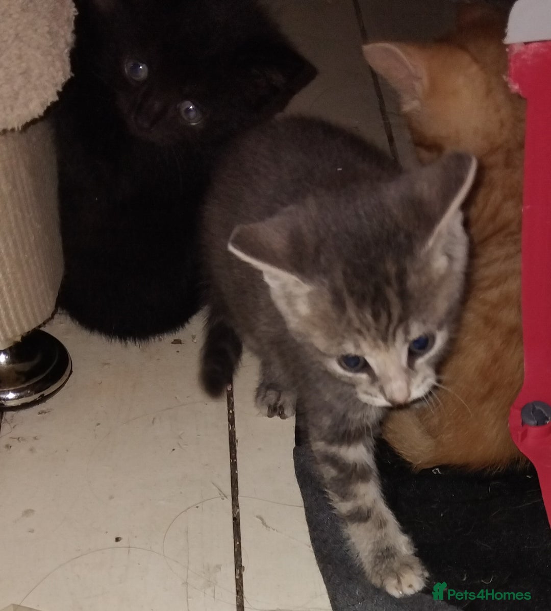 Mixed Breed cats for sale: Beautiful male grey tabby kitten - Image 3