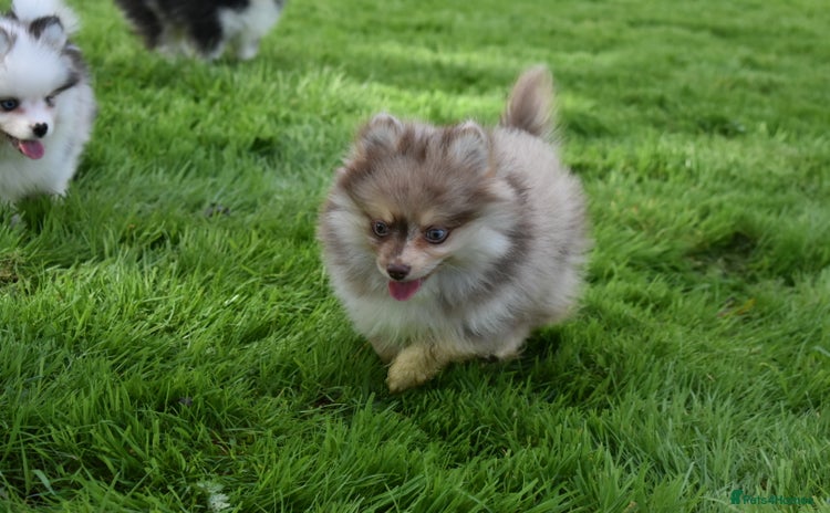 Pomsky dogs - Advert 2