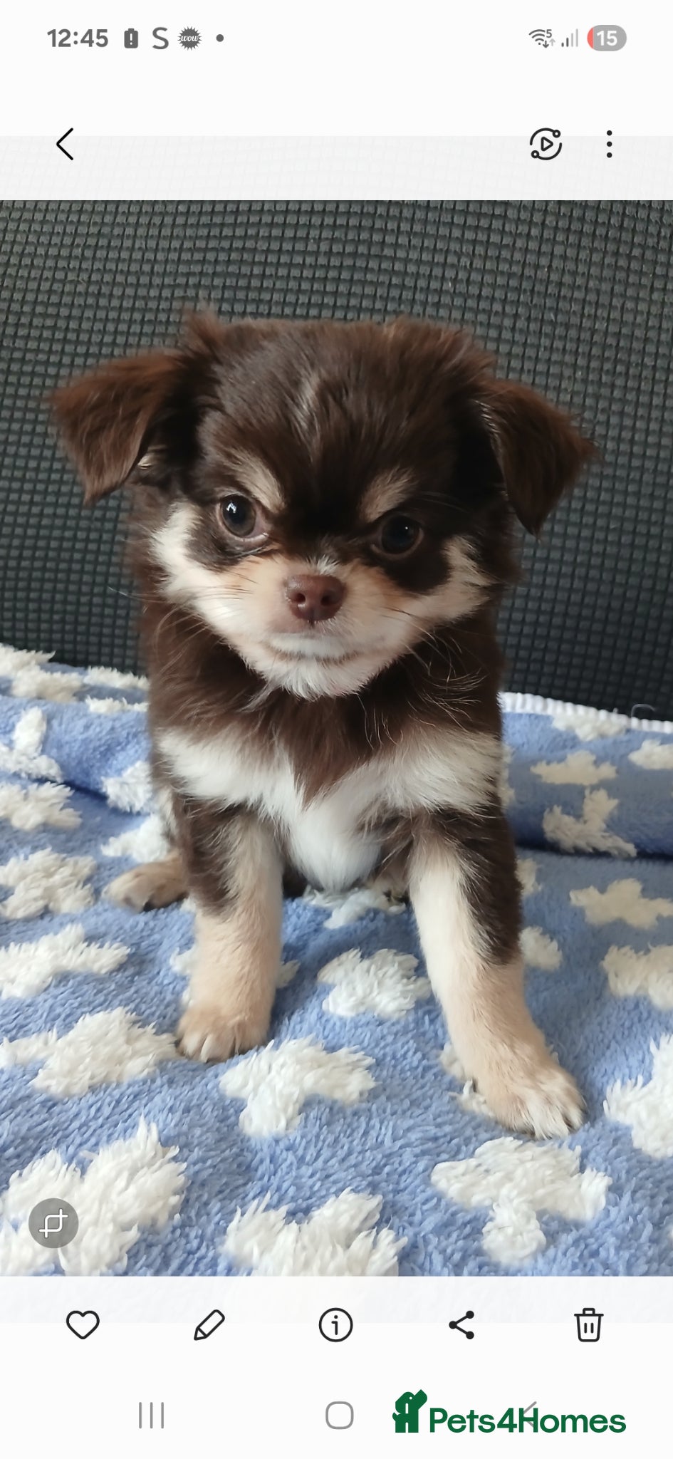 Chihuahua dogs  ❤️READY NOW KC LONG COAT CHIHUAHUA PUPPIES  - Advert 1