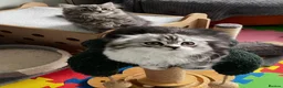 Scottish Fold cats for sale: Scottish Fold/Straight TICA pedigree - Advert 7