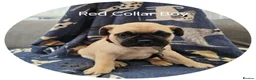 Frug dogs for sale: Fun-loving Frug pups seeking their forever family! - Advert 15