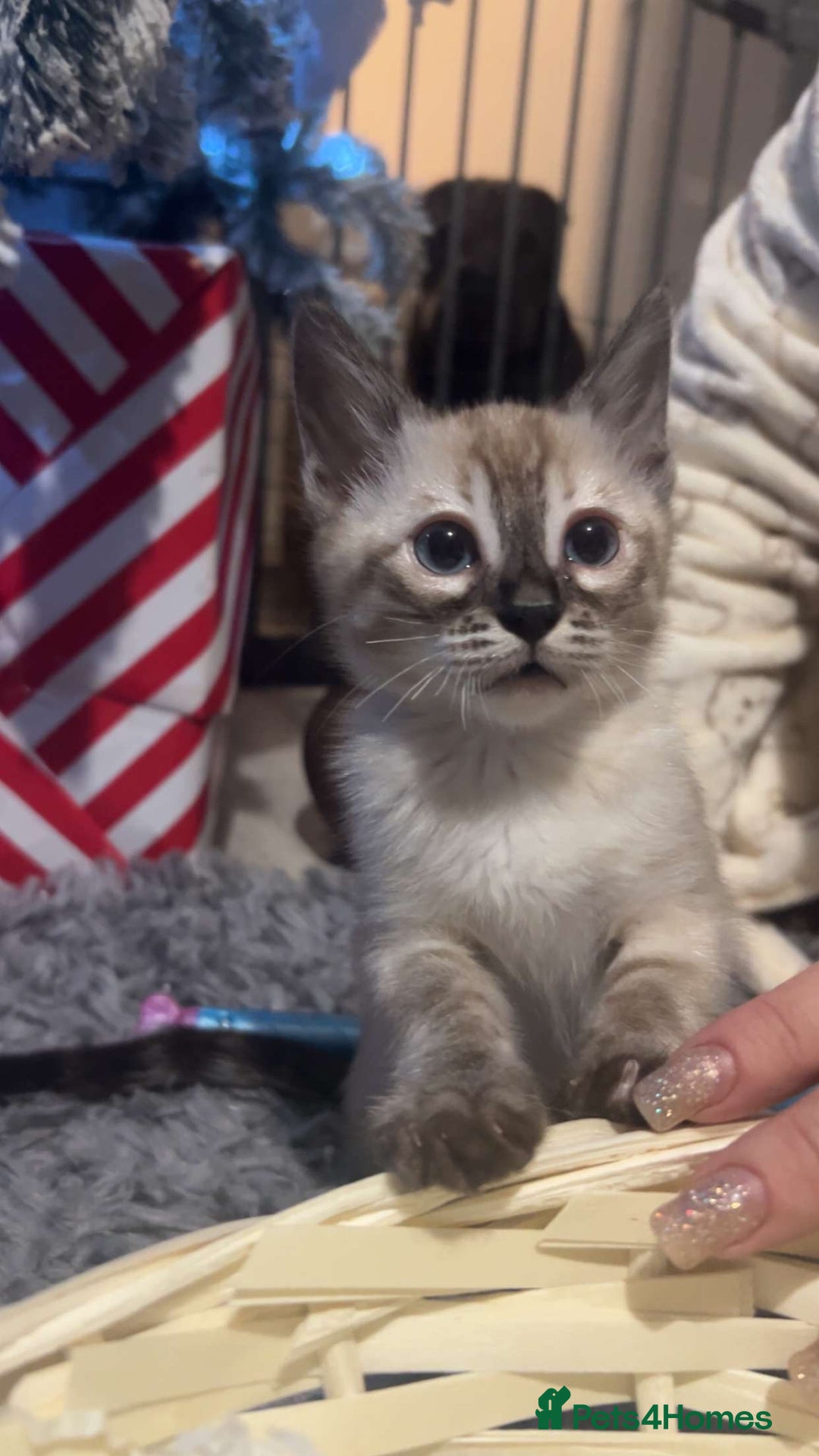 Bengal cats for sale: 🌟Seal Charcoal Spotted Lynx Snow Bengal🌟  - Advert 2