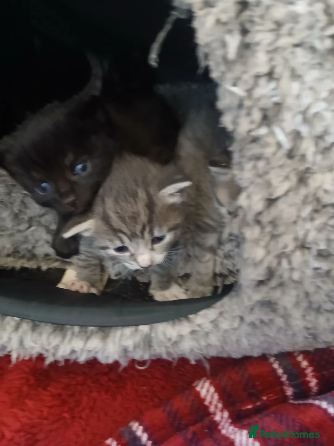 Mixed Breed cats for sale: Silver tabby/tuxedo/all black - Advert 6