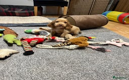 Cocker Spaniel dogs for sale: Beautiful show type puppies  - Image 6